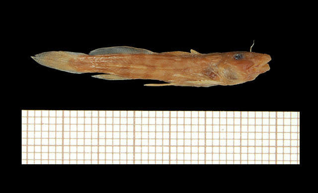凹尾带平鳍鮠(Zaireichthys dorae)