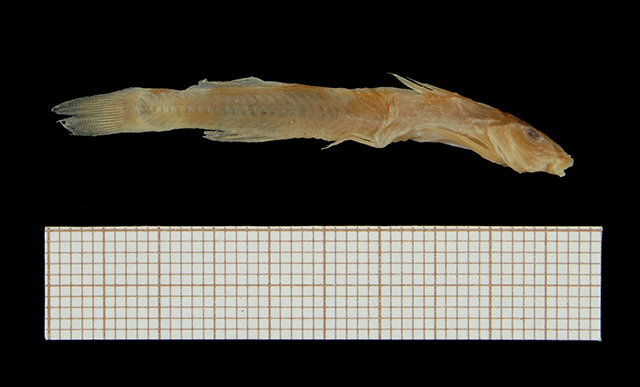 金斑带平鳍鮠(Zaireichthys flavomaculatus)
