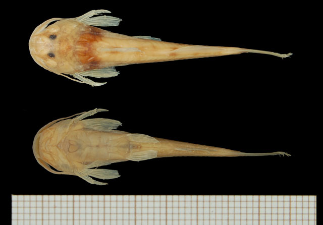 异尾带平鳍鮠(Zaireichthys heterurus)