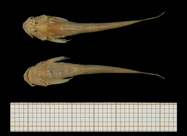 马氏带平鳍鮠(Zaireichthys mandevillei)