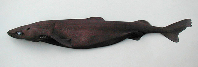 鳞睡鲨(Zameus squamulosus)