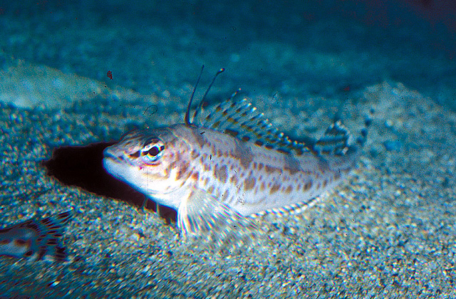 缰纹栉鳍鱼(Zaniolepis frenata)