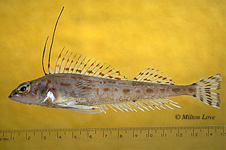 侧翼栉鳍鱼(Zaniolepis latipinnis)