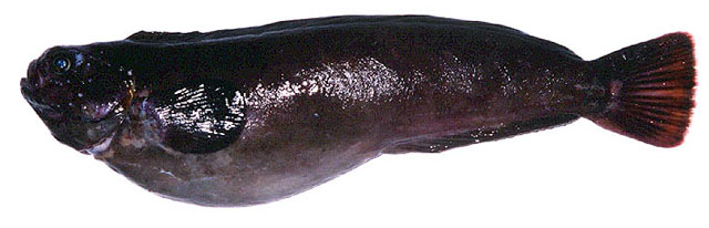 额鳚(Zaprora silenus)