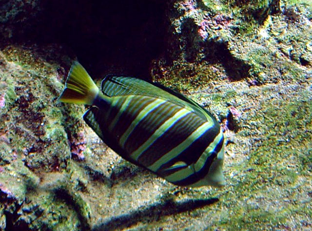 德氏高鳍刺尾鱼(Zebrasoma desjardinii)