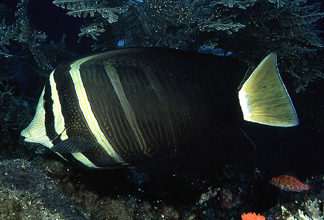 横带高鳍刺尾鱼(Zebrasoma velifer)