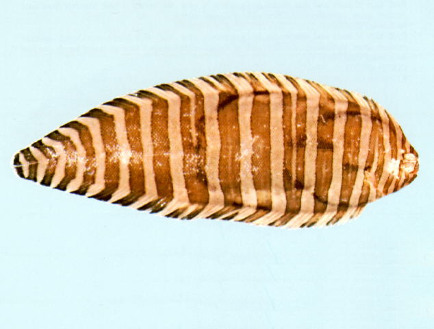 格纹条鳎(Zebrias cancellatus)