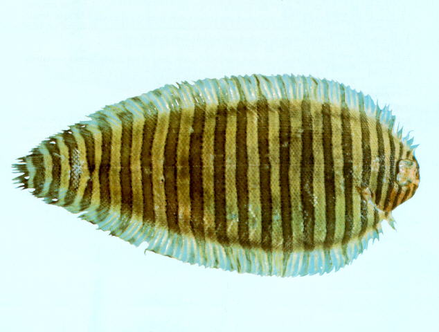 南澳条鳎(Zebrias craticula)