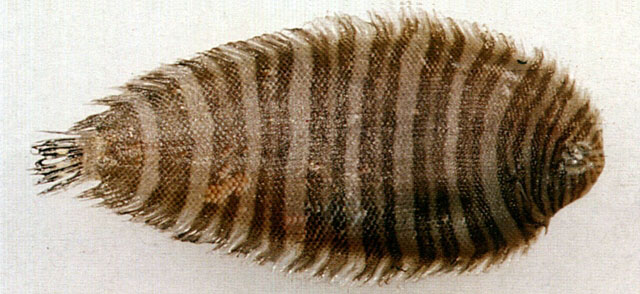 缨鳞条鳎(Zebrias crossolepis)