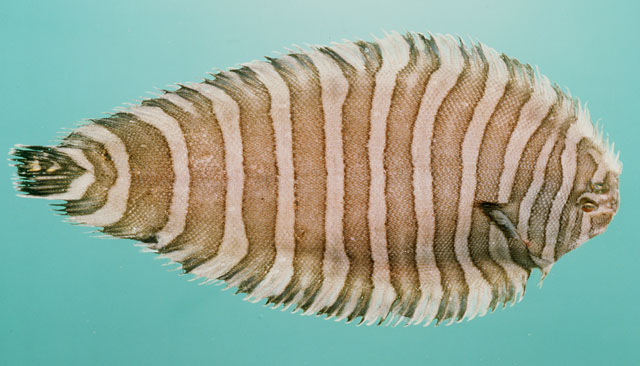 印度洋条鳎(Zebrias synapturoides)