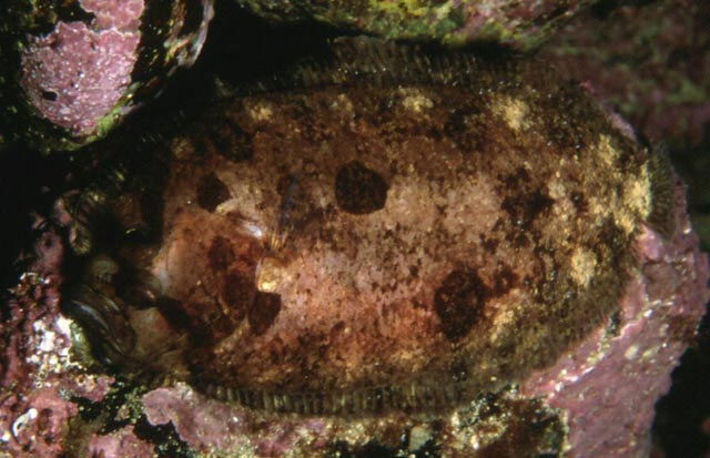 纽芬兰轭鳍菱鲆(Zeugopterus punctatus)