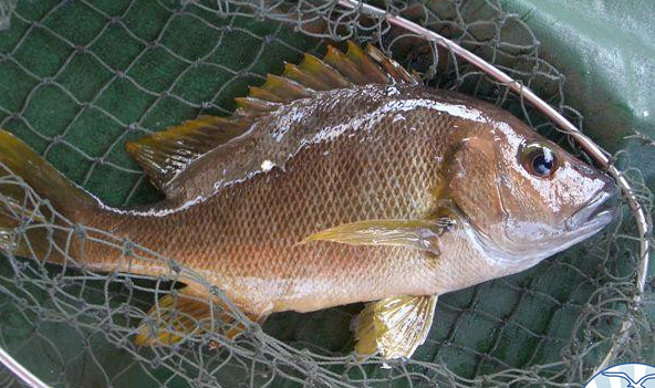 石蚌鱼 品种:石鲈科