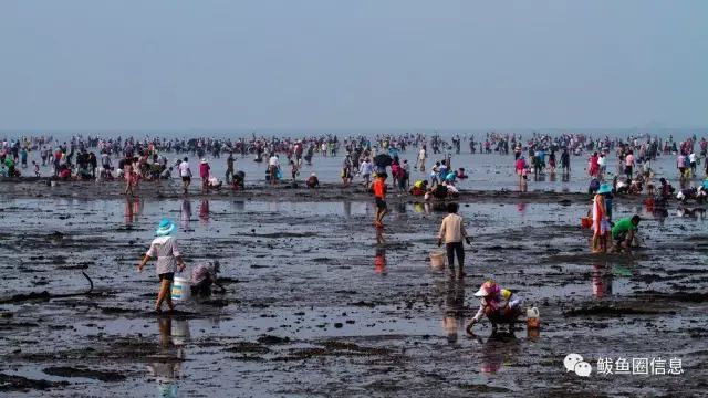 走,鲅鱼圈赶海去!你带着我,我带着最强赶海秘籍