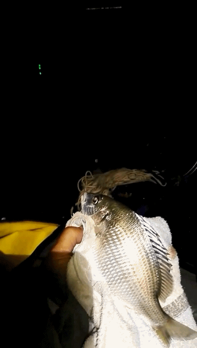 4_20181023114229.gif 4_20181023114229.gif